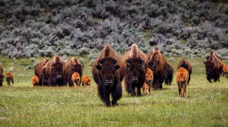 Репортер в прямом эфире сбежал из кадра, когда увидел приближающихся бизонов в Йеллоустоне (видео) - usa.one - Сша - штат Вайоминг - штат Монтана - штат Айдахо