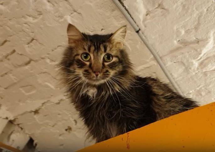 Эрмитаж снял видео о жизни музейных котов во время самоизоляции - gazeta.a42.ru - Россия - Украина