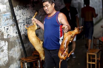 В Китае впервые запретили есть собак и кошек - lenta.ru - Китай - Шэньчжэнь