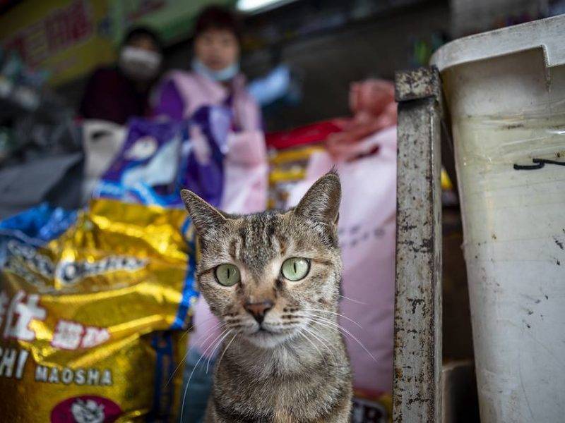 Кошки в китайском Ухане заражены коронавирусом - bloknot.ru - Китай - Ухань
