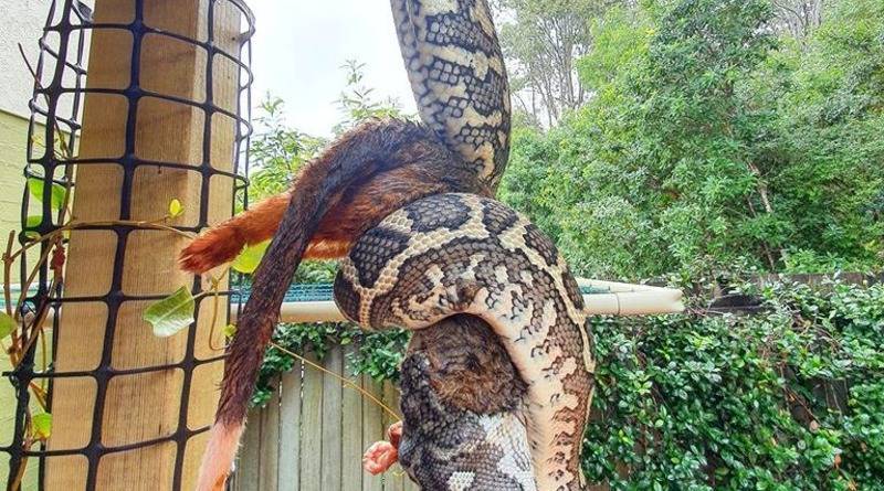 Ловцы змей из австралийского Квинсленда сфотографировали огромного питона