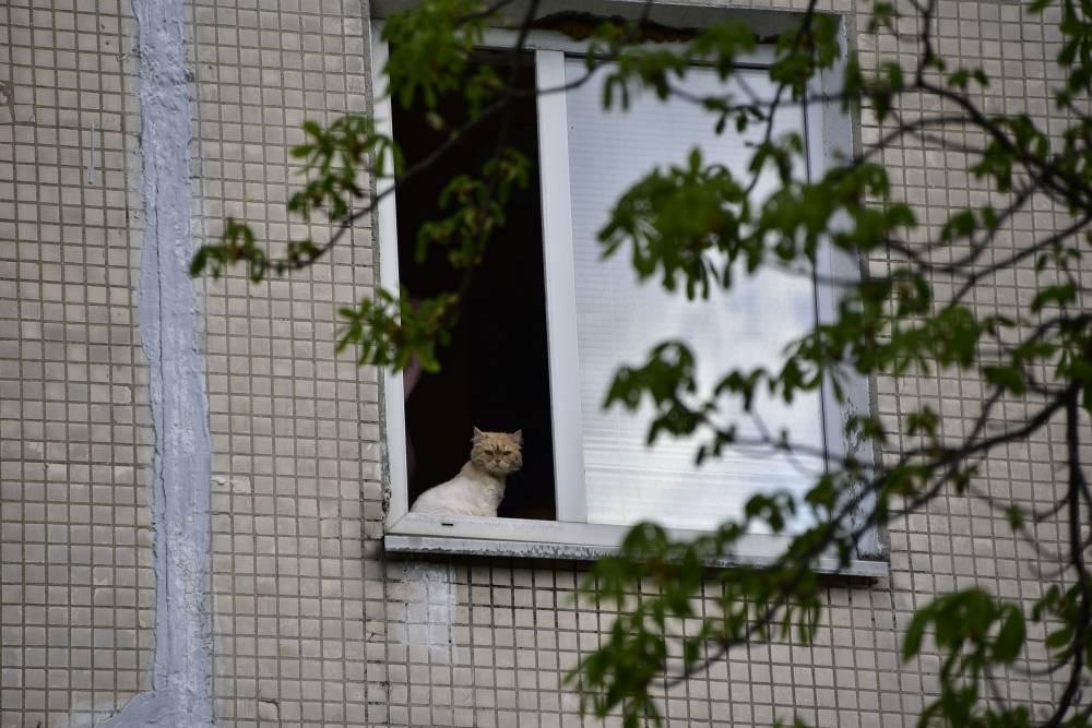 Уставший от детей кот нашел место для самоизоляции в квартире - vm.ru