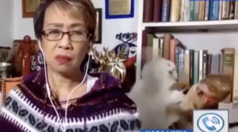 Во время прямого эфира журналистки из дома ее коты устроили впечатляющую драку на заднем плане (видео) - usa.one - Филиппины