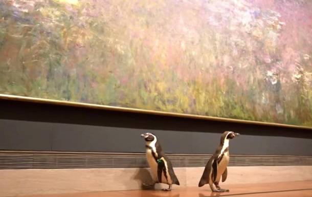 Пингвинов повели смотреть картины в музее - korrespondent.net - Сша - штат Канзас