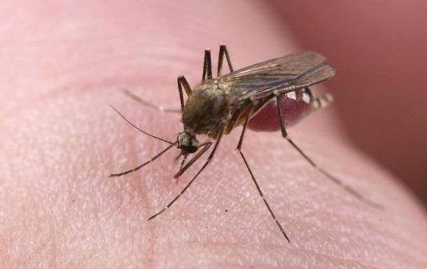Стало известно, могут ли мухи и комары переносить коронавирус - korrespondent.net - Украина - Минздрав