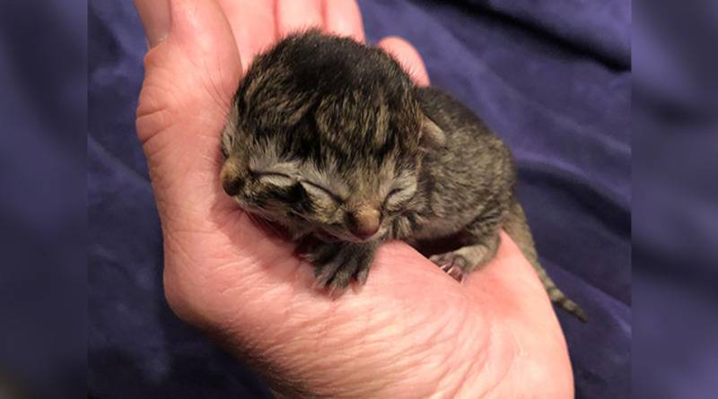 Мяукает одним ртом, ест другим: в США родился котенок с двумя мордочками (фото) - usa.one - Сша - штат Орегон