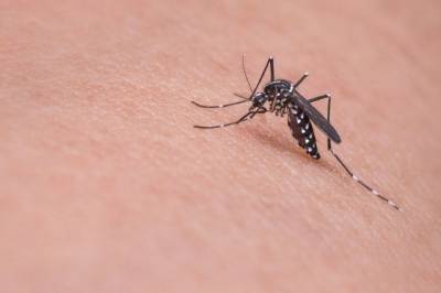 Людмила Карань - Роспотребнадзор рассказал, сколько коронавирус живет в комарах - aif.ru - Китай