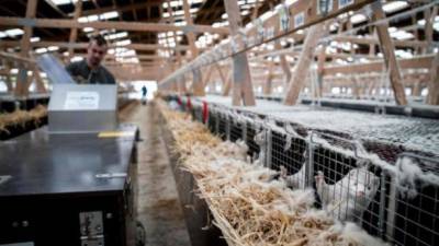 У работников норковых ферм в Швеции обнаружили COVID-19 - ru.espreso.tv - Украина - Швеция