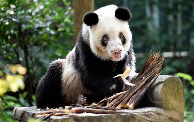 В КНР умерла старейшая в мире панда - korrespondent.net - Китай - New York - Чунцин