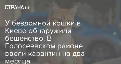 У бездомной кошки в Киеве обнаружили бешенство. В Голосеевском районе ввели карантин на два месяца - strana.ua - Киев - район Голосеевский