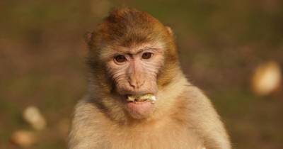 На Бали обезьяны научились воровать вещи подороже, чтобы получить более ценный выкуп - focus.ua