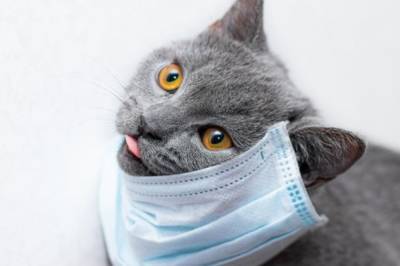 В России домашний кот заразился коронавирусом от людей - zik.ua - Россия