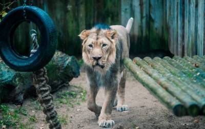 В зоопарке Таллинна у льва был диагностирован коронавирус - korrespondent.net - Эстония - Таллинн