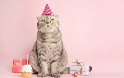 День рождения кошки закончился массовой госпитализацией - korrespondent.net - New York - Чили - Вальпараисо