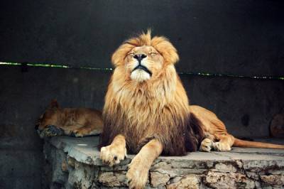 Семь запорожских львов отправят в Африку - inform.zp.ua - Турция - Киев - Запорожье