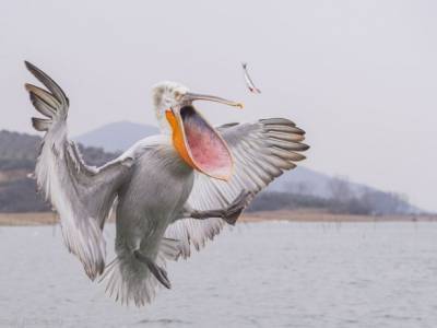 В Сенегале сотни пеликанов погибли из-за заразного птичьего гриппа - unn.com.ua - Киев - Сенегал - Мавритания
