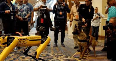 Робопсы Boston Dynamics вышли на прогулку - прохожие сняли реакцию настоящего пса (видео) - focus.ua - Украина - Boston