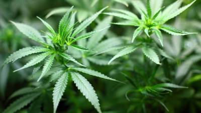 Панама легализовала марихуану - newdaynews.ru - Испания - Аргентина - Панама - Республика Панама