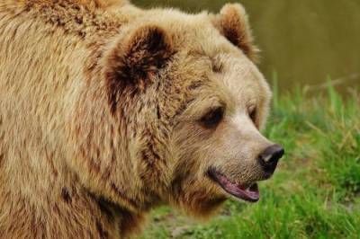 В Приморье медведь напал на мужчину в лесу - argumenti.ru - Приморье край - Владивосток
