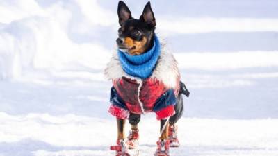 Модно и тепло: как защитить свою собаку от морозов - 5-tv.ru
