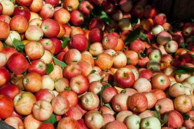 Алексей Ковальков - Диетолог Ковальков заявил, что залежавшиеся яблоки и отруби помогут избавиться от «плохого» холестерина - argumenti.ru