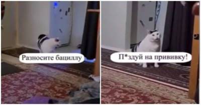 "***дуй на прививку": Мособлштаб опубликовал видео с котом, нецензурно призывающим вакцинироваться - skuke.net - Московская обл.