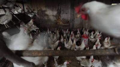 Норвегия зафиксировала вторую вспышку опасного птичьего гриппа H5N1 - vm.ru - Норвегия