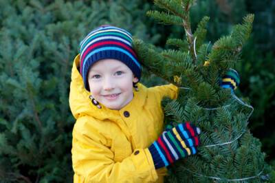Где будут продавать новогодние елки в Запорожье: список адресов - inform.zp.ua - Украина - Запорожье