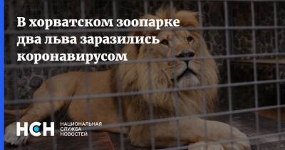 В хорватском зоопарке два льва заразились коронавирусом - nsn.fm - Загреб - Хорватия