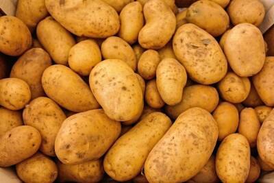 Цены на картофель вырастут в России - abnews.ru - Россия
