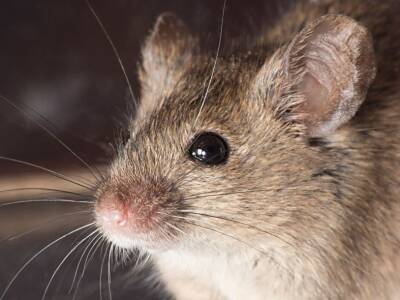 На Канарских островах обнаружен мышиный коронавирусный гепатит - polit.ru - county Frontier