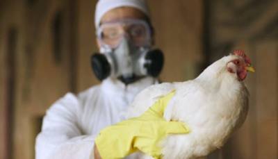 Дания сообщила о вспышке высокопатогенного птичьего гриппа - hubs.ua - Украина - Дания