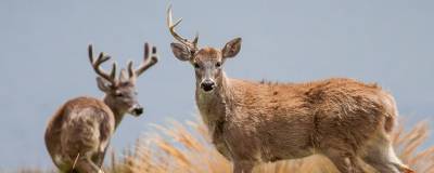 В лесах Айовы обитают сотни заражённых SARS-CoV-2 белохвостых оленей - runews24.ru - Сша - штат Айова