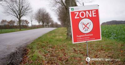 Птичий грипп в Европе: H5N1 зафиксировали на ферме в Дании - obozrevatel.com - Италия - Чехия - Дания