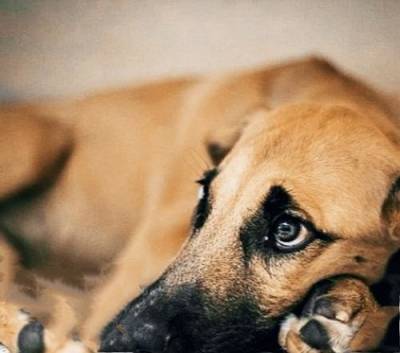 Собаки, как и люди, могут страдать расстройствами психики - argumenti.ru
