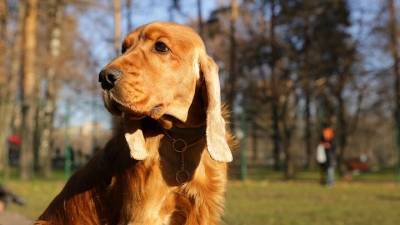 Роспотребнадзор назвал смертельные болезни, которыми может заразиться человек от собаки - vm.ru