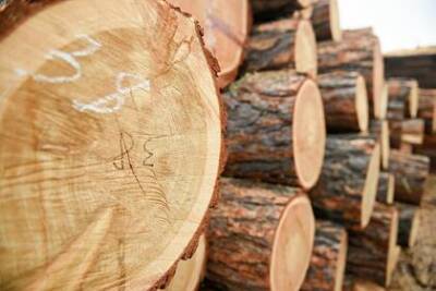 Экспорт российского леса оказался под угрозой - lenta.ru - Китай - Забайкальск