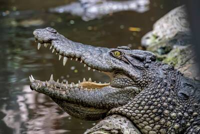 Друг спас абитуриентку от напавшего на нее крокодила - lenta.ru - Англия - Замбия