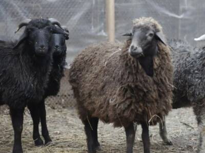 В Киевском зоопарке рассказали о судьбе баранов и овец, принявших участие в акции протеста - gordonua.com - Украина - Киев