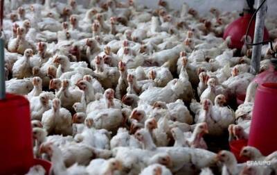 Япония - В Японии уничтожат 130 тысяч кур из-за птичьего гриппа - korrespondent.net - Украина - Япония