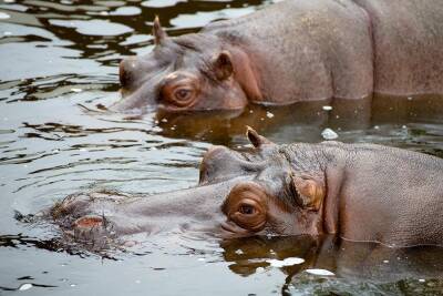 Два бегемота в бельгийском зоопарке заразились коронавирусом - obzor.lt
