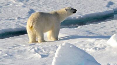 В пресс-центре МИЦ «Известия» расскажут о защите белых медведей - iz.ru - Израиль