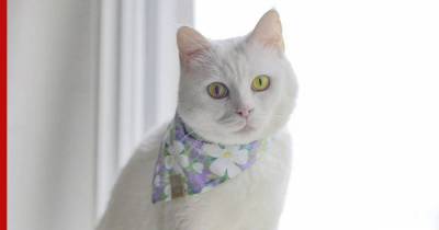 Женщина нашла в приюте кошку, меняющую цвет глаз из-за погоды - profile.ru