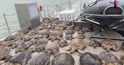 В Техасе от холода волонтеры спасают тысячи черепах (3 фото) - tsn.ua - Сша - state Texas - штат Техас