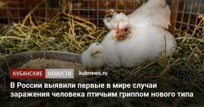 Анна Попова - В России выявили первые в мире случаи заражения человека птичьим гриппом нового типа - kubnews.ru - Россия