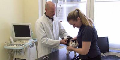 В Австрии зафиксировали первый случай, когда человек заразил кошку коронавирусом - nv.ua - Австрия