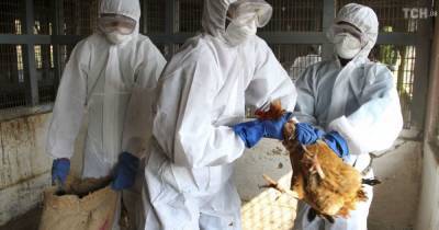 Анна Попова - РФ заявила о первых в мире случаях заражения людей новым вирусом птичьего гриппа - tsn.ua - Россия - Новосибирская обл.