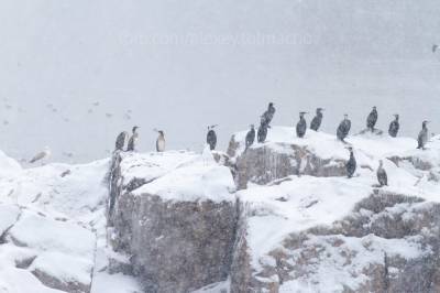 Зимовка диких птиц на скалах возле Хортицы, – ФОТО - inform.zp.ua