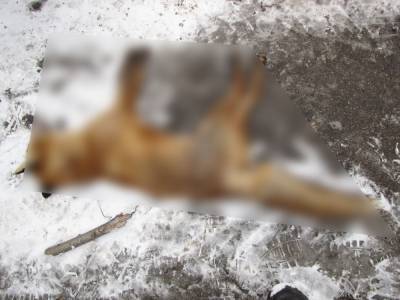 На Хортице произошли массовые убийства диких животных, – фото - inform.zp.ua - Украина