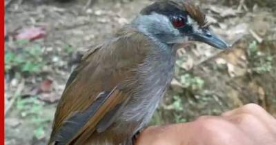 Найдена загадочная птица, единожды описанная племянником Наполеона 180 лет назад - profile.ru - Индонезия